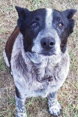 Deaf and blind dog helps rescue lost 3-year-old