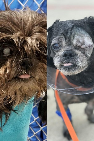 Blind pup's incredible transformation
