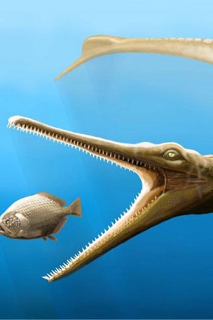 180M year-old crocodile is 'missing link'