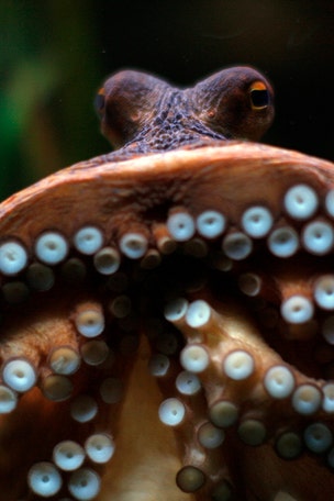 Are octopuses actually aliens?
