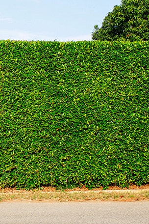 5 big landscaping mistakes