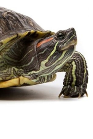 Turtle-smuggling operation busted at LAX