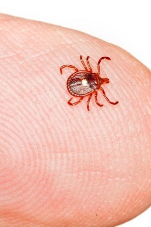 Ticks carry more than Lyme risk