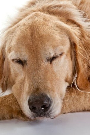 Secret life of dogs