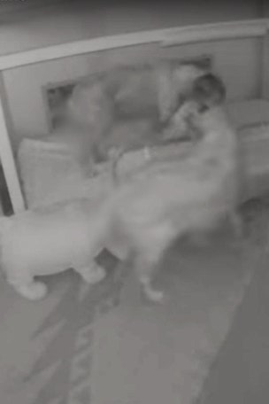 Toddler escapes with help from dogs