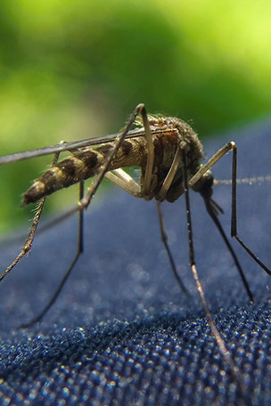 How to keep mosquitoes away