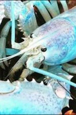 Why is this lobster not red?