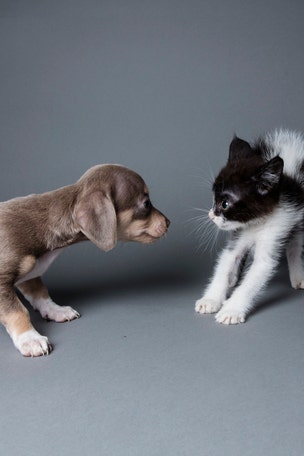 Scientists reveal who's smarter: dogs or cats