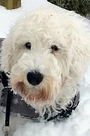 Pup had 85 TICKS pulled off him