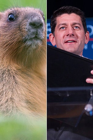 Ryan: Woodchucks ate my truck
