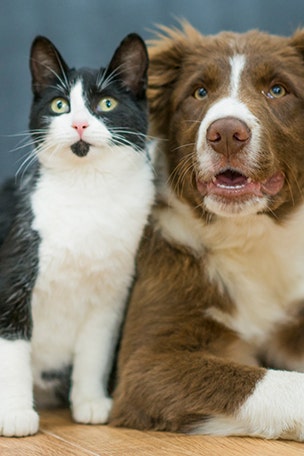 Sad truth about pet owners?