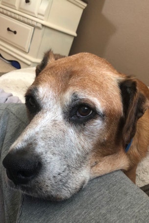 Dying dog gets last-minute gift