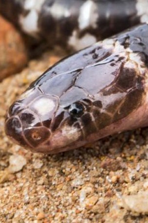 New deadly snake discovered