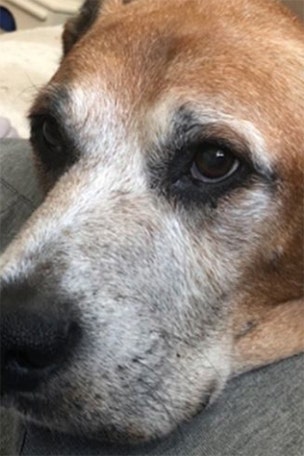 Restaurant gives sick dog amazing treat