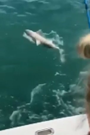 500-pound grouper eats shark