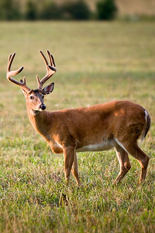 State lists new regulations for deer season