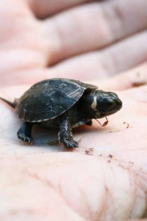Baby turtles in space?