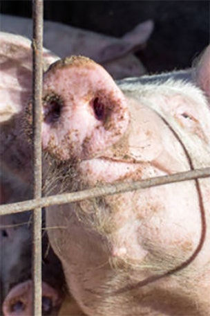 Kids catch rare form of swine flu