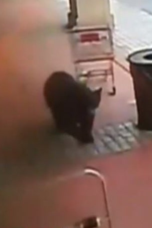 Bear caught trying to break into liquor store