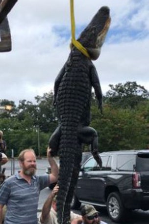 Giant alligator caught first day of hunting season