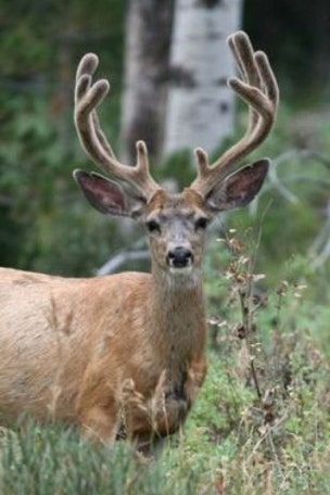 State allows first ever 'velvet buck' hunt