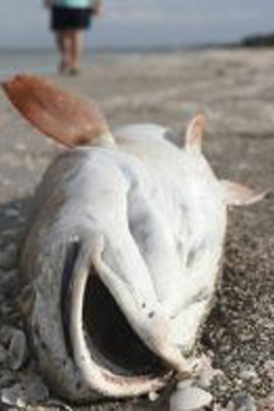 Red tide crisis: Science behind the toxic algal bloom