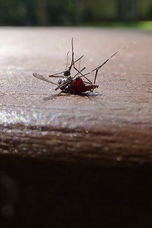 Little-known mosquito repellents
