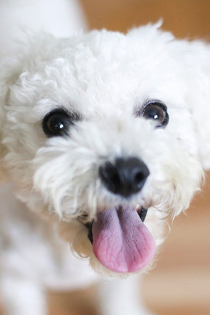 Death from a dog lick?