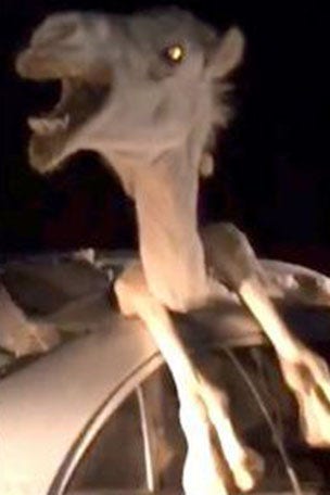 Camel trapped in car wreck