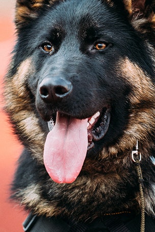Puppy saliva kills pet's owner