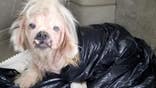 Pup ‘crawling with infection’ found in trash bag