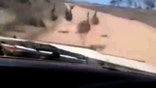 Driver plows into several emus in attack described as 'sickening cruelty'