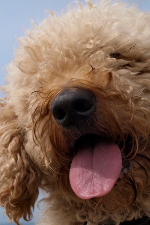 The dark truth about labradoodles