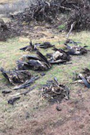 Shocking eagle slaughter