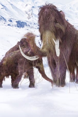 Woolly Mammoth brought back to life?