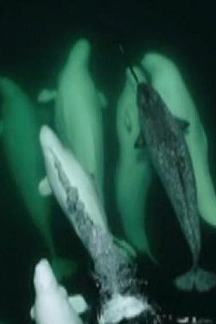 Beluga whales ‘adopt’ lost narwhal