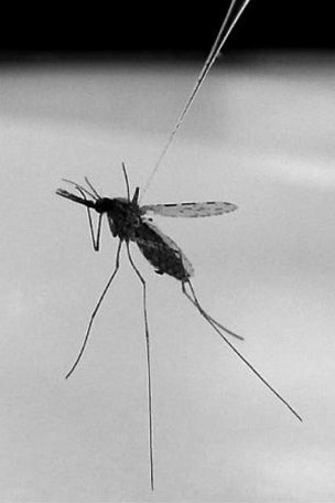 Major malaria breakthrough?