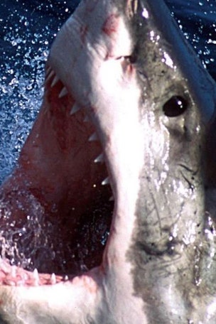 Great white lair found in Pacific