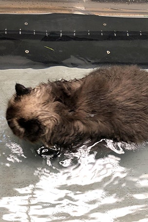 Fat cat has strict workout regimen