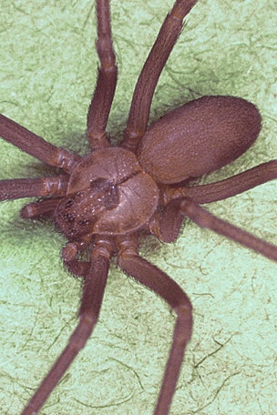 Venomous spiders invade home