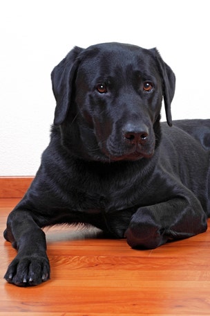 Startling research on dogs’ lifespans