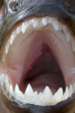 Flesh-eating ancient fish found