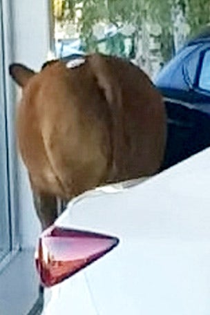 Cow wrecks car dealership