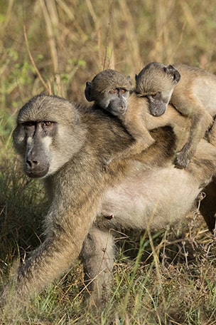 Hunter blasted for graphic baboon pic