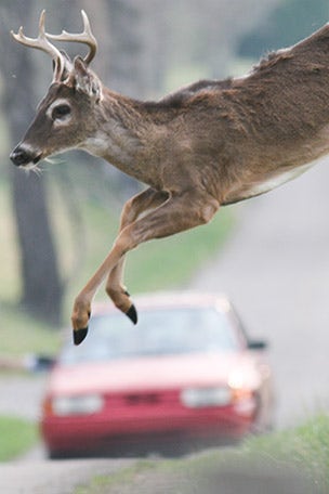 Should you hit the deer?