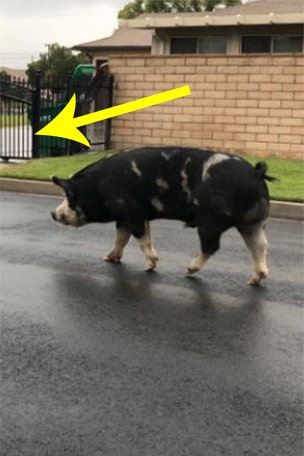 Runaway pig follows favorite food