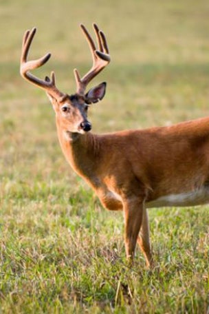 Deer test positive for deadly disease