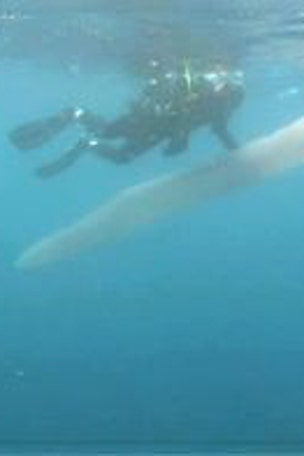 Huge sea worm stuns divers
