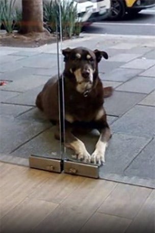 Owners warn of dog's scam…