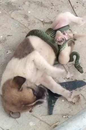 SHOCKING VID: Snake wraps puppy
